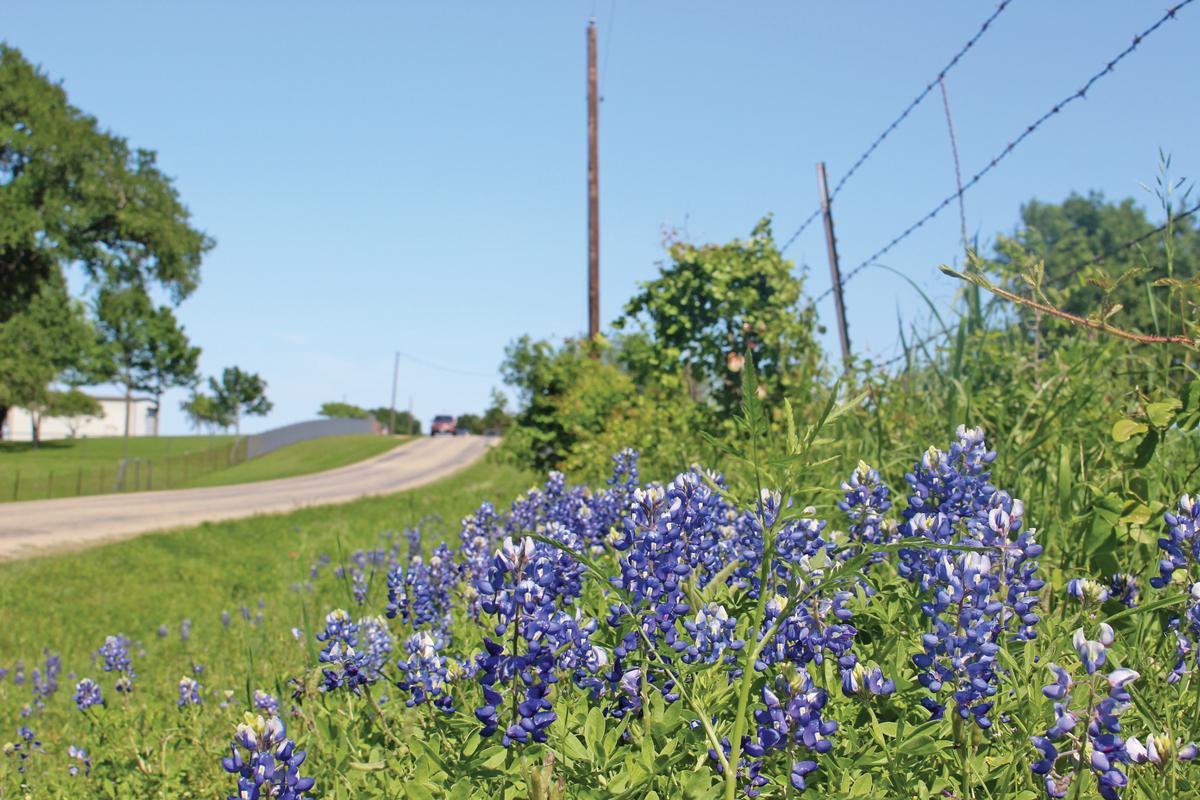 2024 ENNIS TRAILS AND FESTIVAL (photos by Michael Seiber