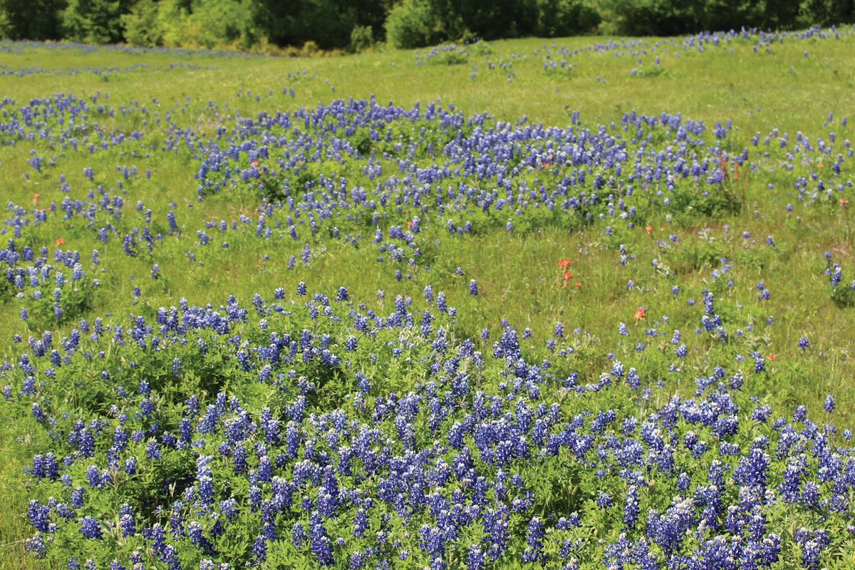 2021 BLUEBONNET FESTIVAL (photos by Brittney Elliot and Michael Seiber ...