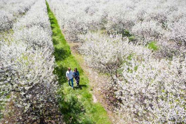 Egg Harbor Blossom Walk.