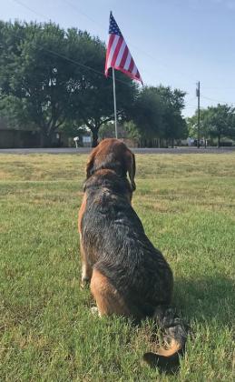 Duke, the Patriotic Dog, came to live in Ovilla after he “found” Rick Crawford in August of 2011 in the Wilmer river bottom area.